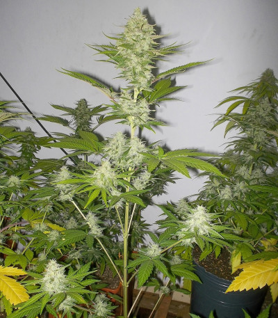 Candy Kush Express fem (Fast Flowering) семена конопли
