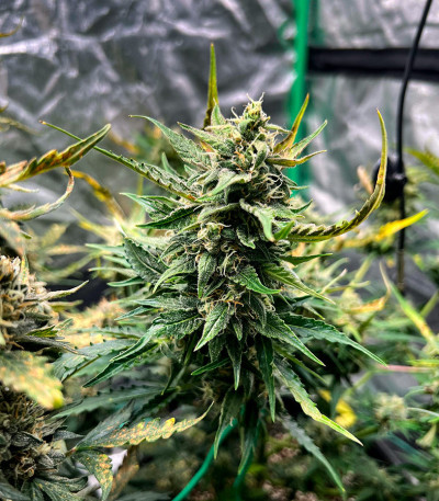 Gorilla Cookies Fast fem (High Speed ​​Buds) семена конопли