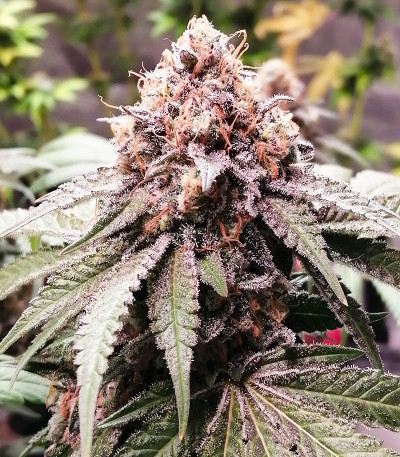 Grandaddy Banner fem (AlphaFem Seeds) семена конопли