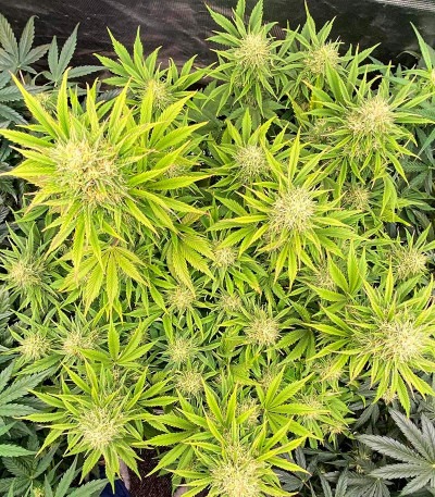 Grandmommy Purple Auto fem (Herbies Seeds) семена конопли