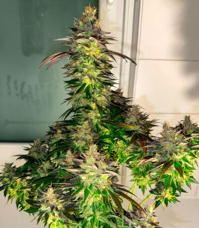 Insane OG семена конопли