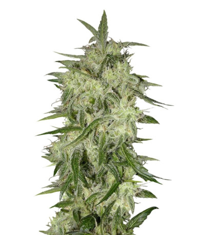 Lemon OG Haze Automatic fem (Nirvana Seeds) семена конопли
