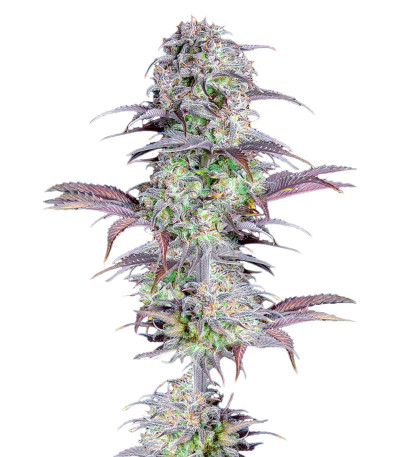 Original Blackberry auto fem (FastBuds) семена конопли