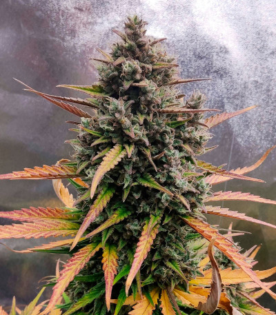 Purple Punch OG XL Auto fem (Sweet Seeds) семена конопли