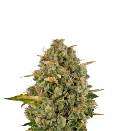 Sour Diesel fem (Royal Queen Seeds) семена конопли