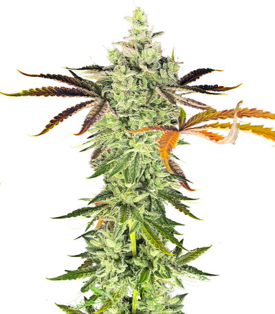 Shogun fem (Royal Queen Seeds) семена конопли