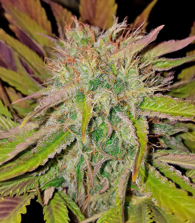 Silver Haze fem (Vision Seeds) семена конопли