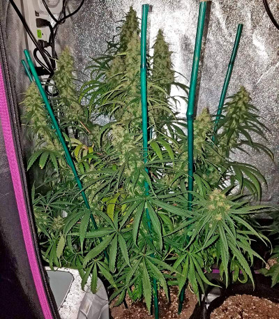 Sterling Haze (Super Silver Haze) reg (Nirvana Seeds) семена конопли