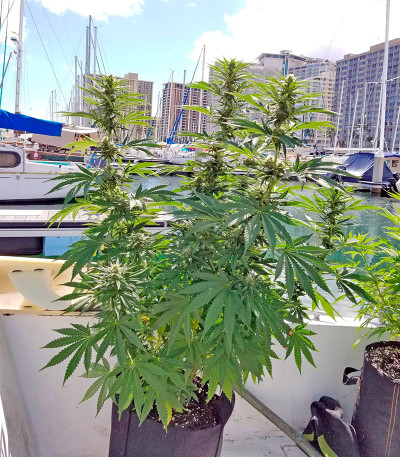 Strawberry Amnesia fem (Dinafem Seeds) семена конопли