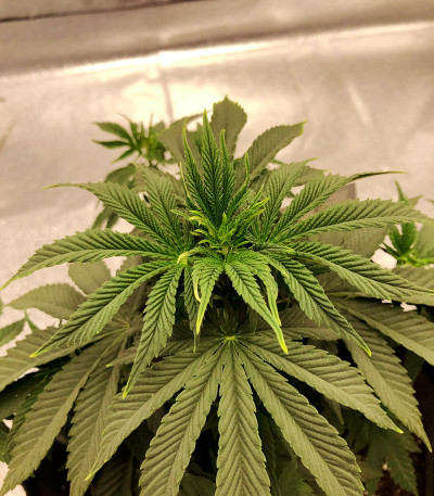 Zkittzy Gorilla fem (Original Sensible Seeds) семена конопли