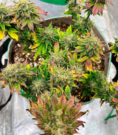 GMO fem (Barney's Farm) семена конопли