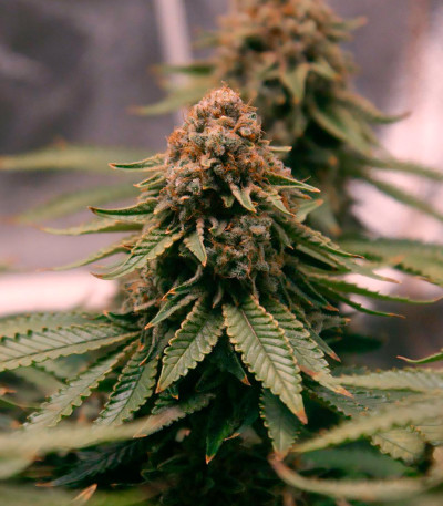 Grandaddy Purple fem семена конопли