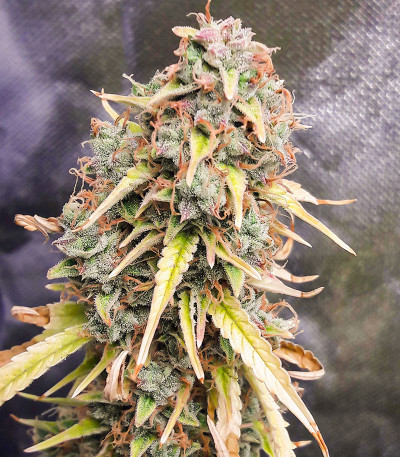 Green Gelato Automatic fem (RQS) семена конопли