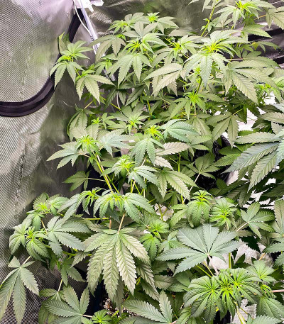 Ice Cream Cake Fast Flowering fem (Humboldt Seed Organization) семена конопли