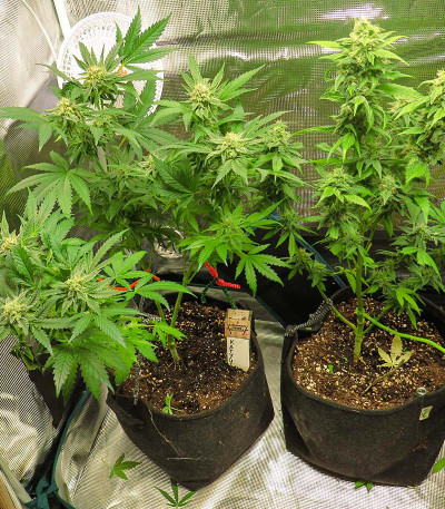 Катюша fem (Kalashnikov Seeds) семена конопли