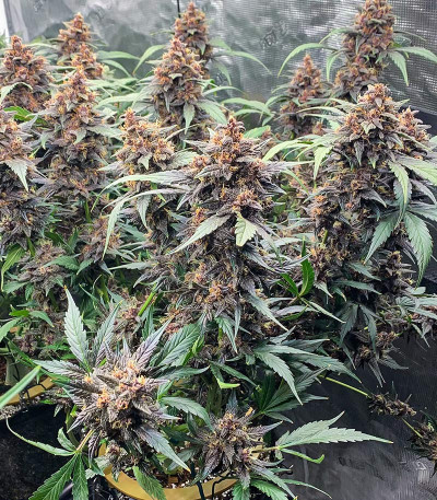 Purple Lemonade FF fem (FastBuds) семена конопли