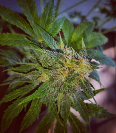 AK-49 Auto Fem (Vision Seeds) семена конопли