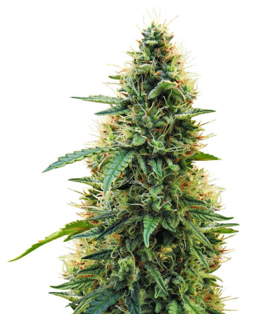 Aurora Green Auto fem (Sumo Seeds) семена конопли