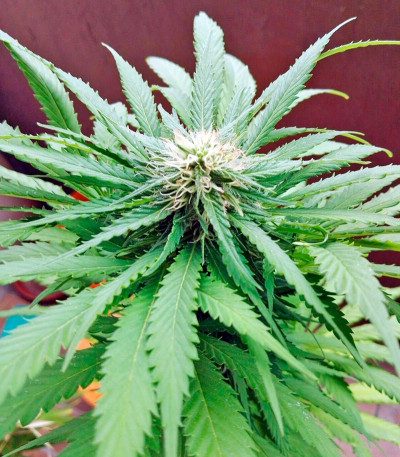 Aurora Indica fem (Nirvana Seeds) семена конопли