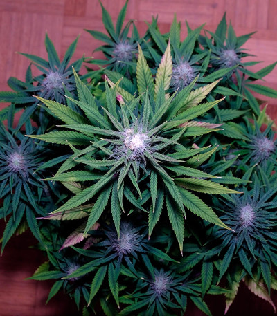 Семена конопли Семена конопли Auto Colorado Cookies