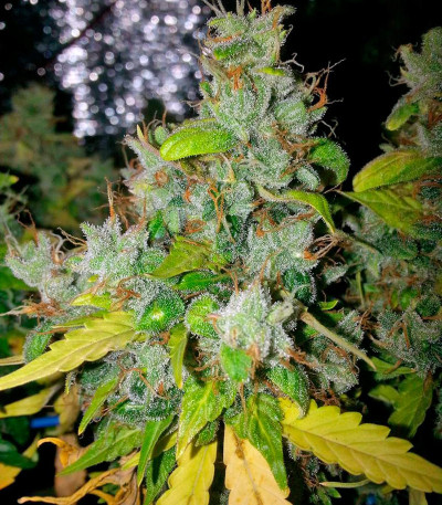 Auto Lennon fem (Pyramid Seeds) семена конопли