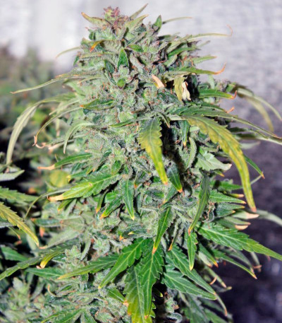 Auto New York City fem (Pyramid Seeds) семена конопли
