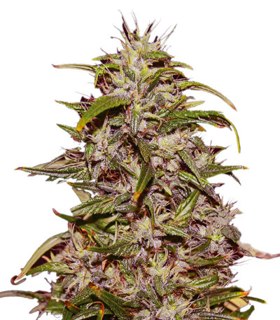 Big Altai Sativa Express fem (Kalashnikov Seeds) семена конопли