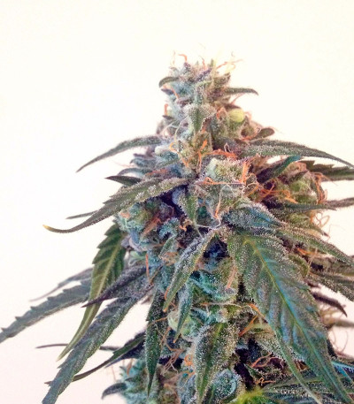 Blue Auto Mazar fem (Dutch Passion) семена конопли