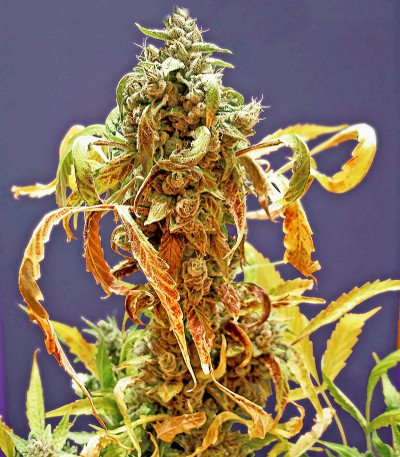 Dinamex Autoflowering fem семена конопли