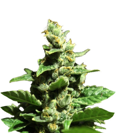 Green-O-Matic auto fem сорт конопли