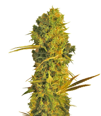 Hammershark fem (Resin Seeds) семена конопли