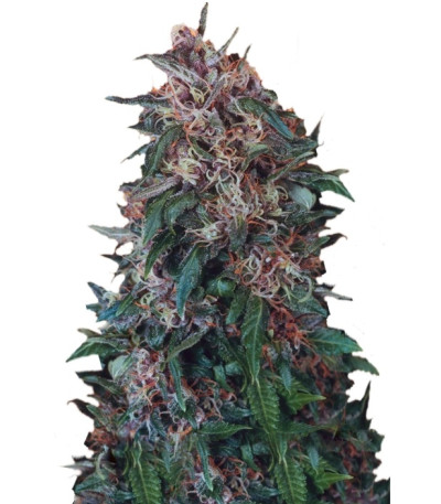 Hollands Hope reg (Dutch Passion) семена конопли