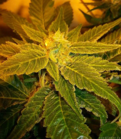 Jack Herer fem (Vision Seeds) семена конопли