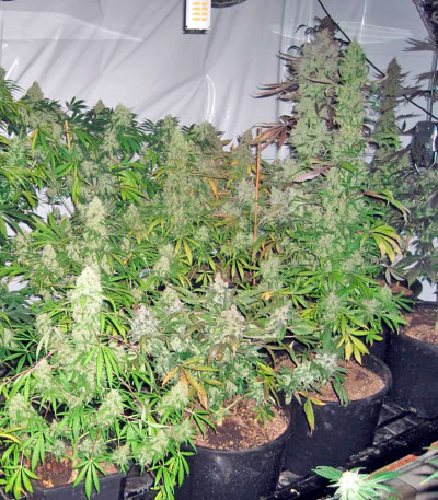 Lemon Thai Kush fem семена конопли