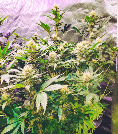 Monster Zkittles (Monster Genetics) семена конопли