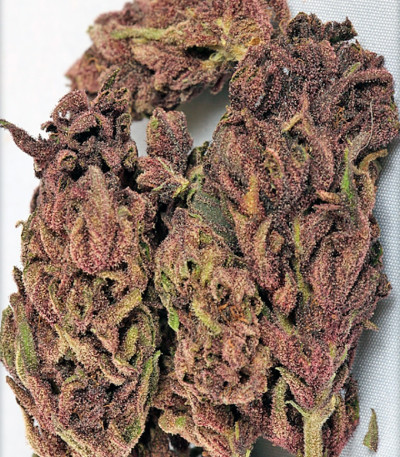 Night Shade fem семена конопли