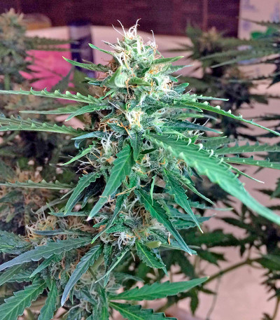 Northen Light X Skunk fem (World of Seeds) семена конопли