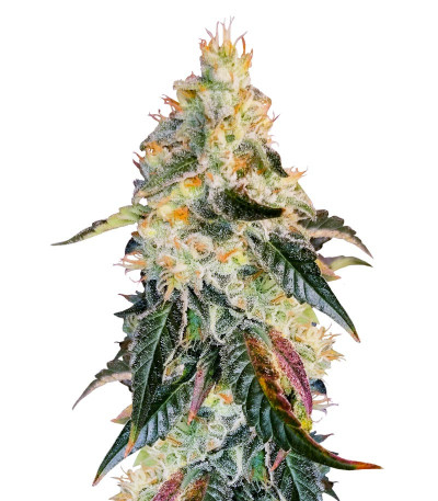 Purple Punch X Lemon Drizzle fem от Barney's Farm семена конопли