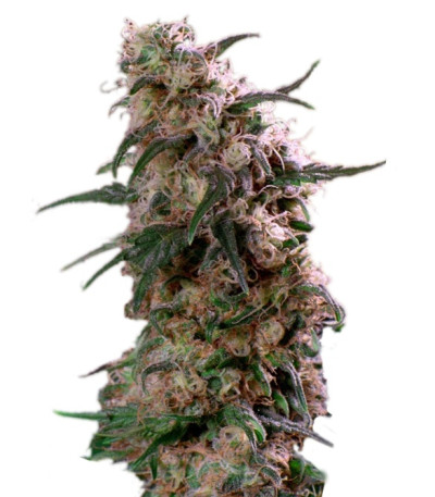 Super Haze reg (Dutch Passion) семена конопли
