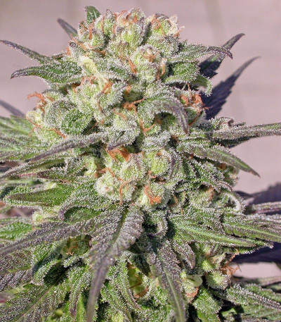 Warlock fem (Serious Seeds) семена конопли