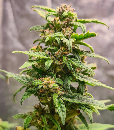 White Critical Express (Kalashnikov Seeds) семена конопли