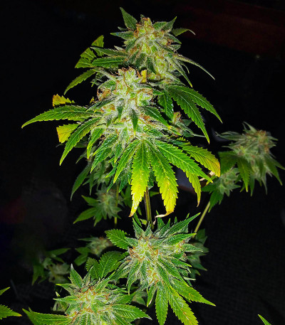 WiFi Kush fem (AlphaFem Seeds) семена конопли