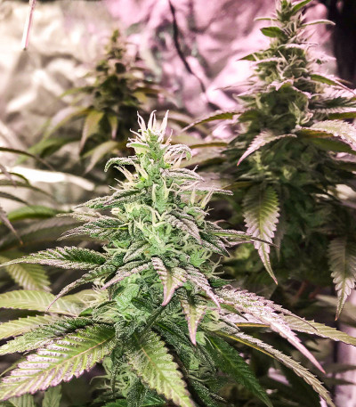 Bay Burger fem (Delicious Seeds) семена конопли