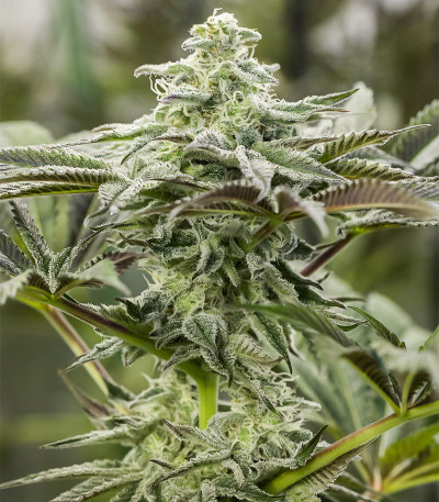 Lemon Citron fem (Humboldt Seed Organization) семена конопли