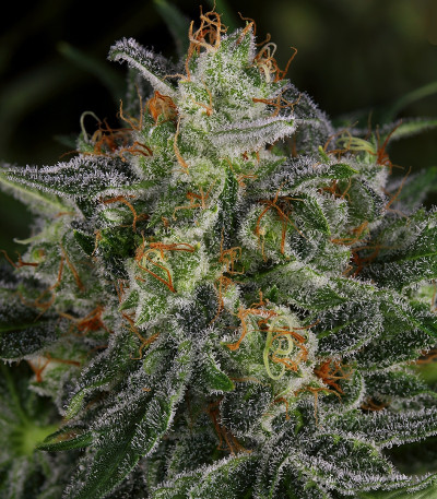Serious Kush fem (Serious Seeds) семена конопли