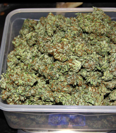 Auto Banana Blaze (Dutch Passion) семена конопли