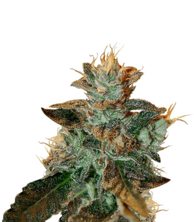 Cataract Kush reg семена конопли