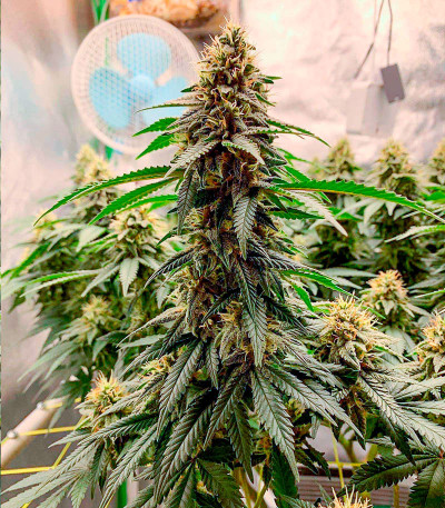 Cherry Pie fem (Advanced Seeds) семена конопли