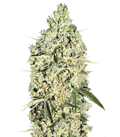 Auto Critical fem (Bulk Seed Bank) семена конопли