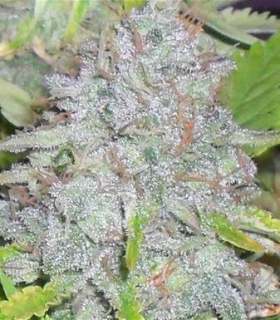 Delhi Friend fem (Dr. Krippling Seeds) семена конопли